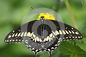 Black Swallowtail