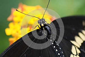 Black Swallowtail