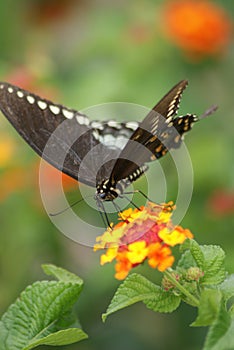 Black Swallowtail