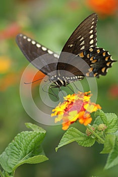 Black Swallowtail