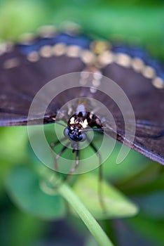 Black Swallowtail