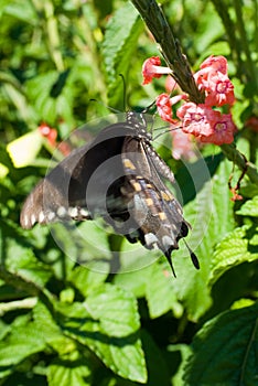 Black Swallowtail