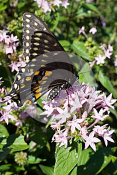 Black Swallowtail