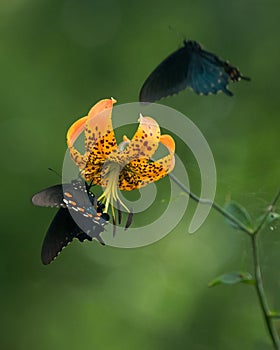 Black Swallowtail Butterflies on Turks Cap Lily