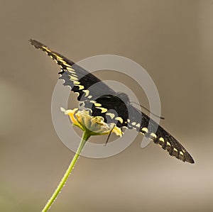 Black Swallowtail Butterfly photo