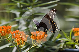 Black Swallowtail Butterfly