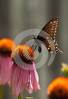 Black swallowtail butterfly