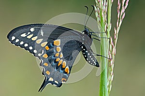 Black Swallowtail Butterfly