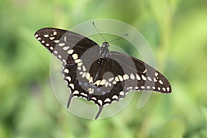 Black Swallowtail Butterfly photo