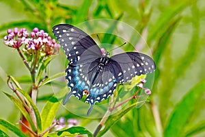 Black Swallowtail Butterfly photo