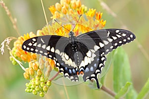 Black swallowtail Butterfly