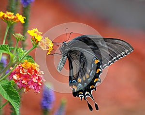 Black swallowtail butterfly