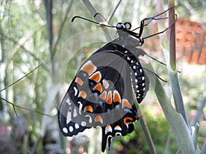 Black Swallowtail Butterfly (Close-up Macro)