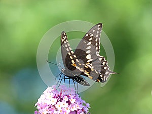 Black Swallowtail Butterfly Sipping Nectar at the top of a Butterfly Bush Cluster of Pink Flowers