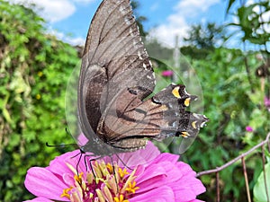 Black Swallowtail Butterfly Close up and Green Garden