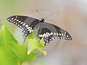 Black Swallowtail Butterfly