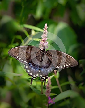 A black swallowtail butterfly feeds on a heather calluna flower
