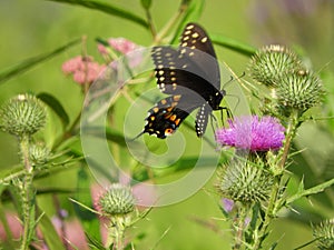 Black Swallowtail Butterfly on flower at Cayuga Lake marshland NYS