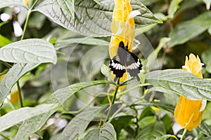 Black Swallowtail butterfly ion a yellow flower with green leaves in a hothouse.