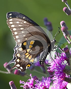 Black Swallowtail Butterfly on Ironweed Flowers Ventral View