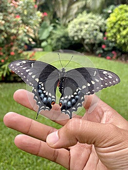 Negro cola de golondrina mariposa aterrizado sobre el hombre mano abrir alas 