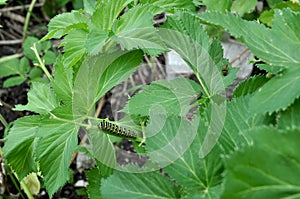 Black Swallowtail Butterfly Larvae on Angelica archangelica
