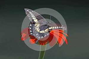 Black Swallowtail butterfly on Mexican sunflower photo