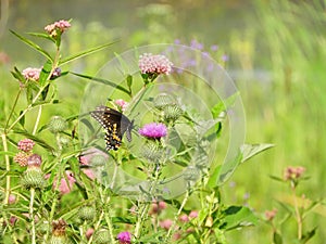 Black Swallowtail Butterfly natural feeding grounds on Cayuga Lake marshland NYS