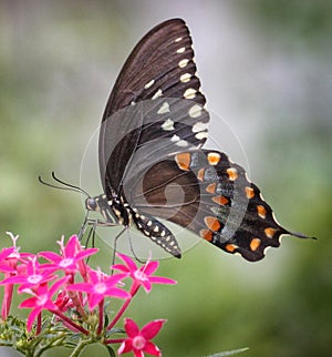 Black Swallowtail Butterfly Nectars on Pentas