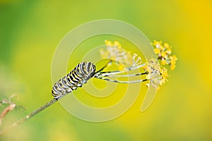 Black Swallowtail butterfly caterpillar feeding on dill plant
