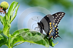 Black Swallowtail butterfly (Papilio polyxenes)