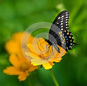 Black Swallowtail butterfly (Papilio polyxenes)