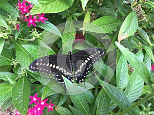 Black Swallowtail Butterfly and Pentas.