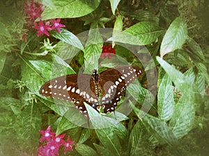 Black Swallowtail Butterfly on a Pentas Leaf