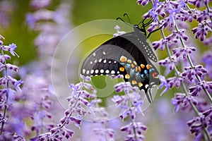 Black Swallowtail Butterfly with Purple Flowers