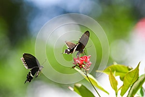 Black Swallowtail Butterfly with Red Flowers photo