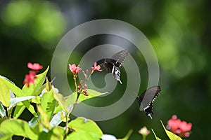 Black Swallowtail Butterfly with Red Flowers photo