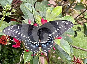 Negro cola de golondrina mariposa sobre el flores abrir alas 