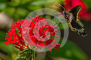 Black Swallowtail Butterfly on Red Penta Flower