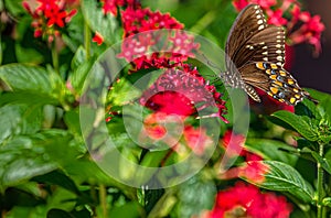 Black Swallowtail Butterfly on Red Penta Flowers, Seminole, Florida