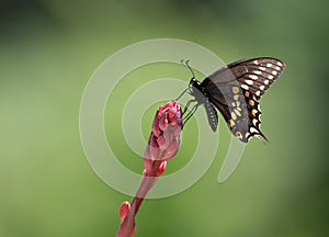 Black Swallowtail butterfly on red yucca flower