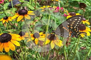 Black Swallowtail Butterfly on Rudbeckia photo