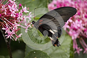 Black swallowtail butterfly sucking nectar from flowers