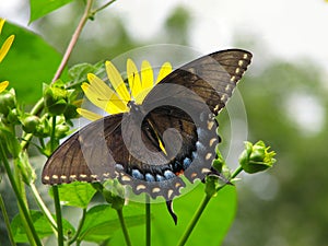 Black Swallowtail Butterfly on Yellow Flowers