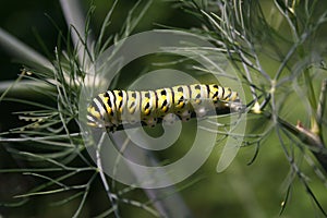 Black Swallowtail Caterpillar