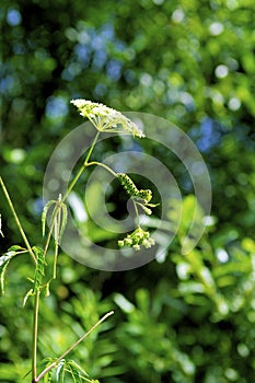 Black Swallowtail Caterpillar   41578