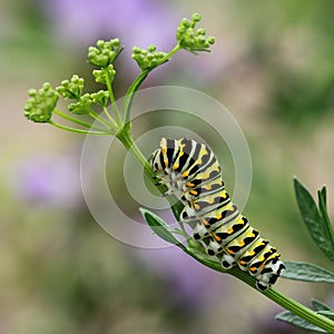 Black Swallowtail Caterpillar