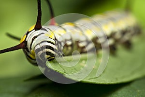 Black Swallowtail Caterpillar eating