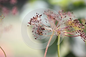 Black swallowtail caterpillar eating dill