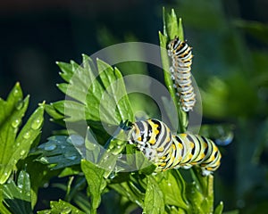 Black Swallowtail Caterpillars Feeding on Parsley Leaves